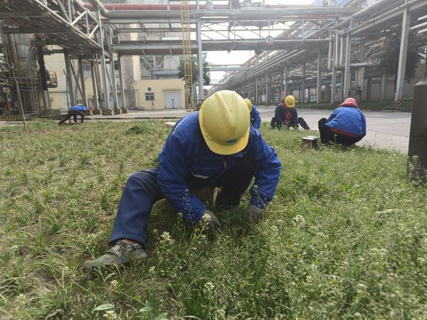 3月22日，行政保衛(wèi)部趙師傅等人在道路兩旁清除雜草。.jpg