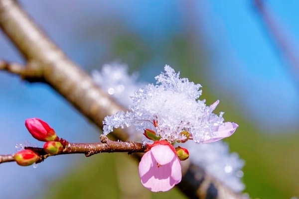 春景雪意配圖.jpg