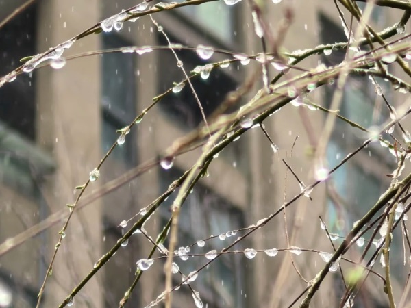 春景雪意配圖2.jpg