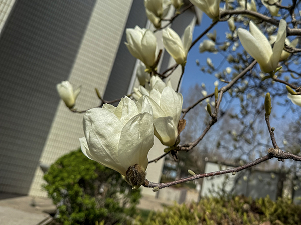 玉蘭花.jpg