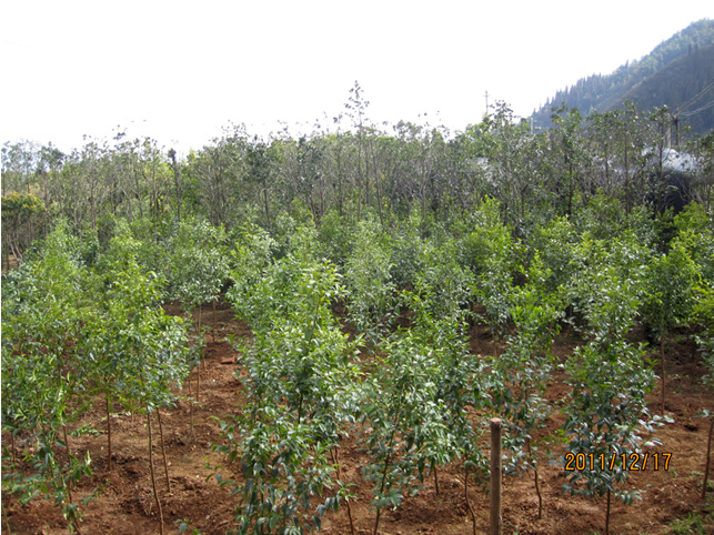 昆明高?；兀ㄋ模?高海苗圃